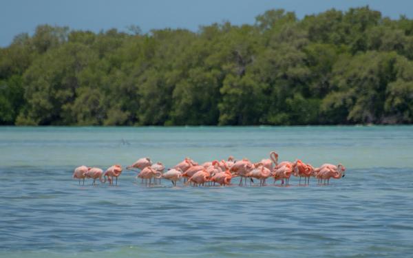 group of flamingos stand in shallow blue-green water, mangroves in background